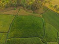 Rice Terrace Aerial Shot. Image of beautiful terrace rice field Royalty Free Stock Photo