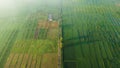 Rice Terrace Aerial Shot. Pictures of beautiful terraced rice fields in the morning when foggy in Lombok Royalty Free Stock Photo
