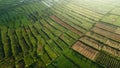 Rice Terrace Aerial Shot. Pictures of beautiful terraced rice fields in the morning when foggy in Lombok Royalty Free Stock Photo