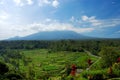 Rice terrace in Bali