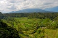 Rice terrace in Bali