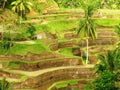 Rice Terrace in Bali