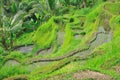 Rice terrace in Bali Royalty Free Stock Photo