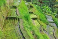 Rice terrace in Bali Royalty Free Stock Photo