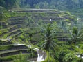 Rice Terrace in Bali, Indonesia