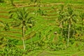 Rice terrace in Bali island (Green fields)