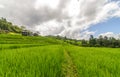 Rice Terrace at Ban PaPongPieng Royalty Free Stock Photo