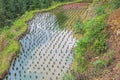 Rice terrace with different colors at Ping`ancun village