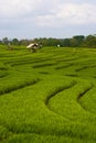 Rice Terrace, a famous attractions of Asia