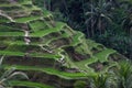 Rice Terrace field