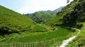 Rice terrace fields