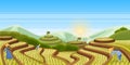Rice terrace fields, vector landscape illustration. Asian harvesting agriculture background. People harvest rice