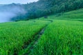 Rice of terrace mountain