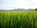 Rice terrace and mountains on a horizon