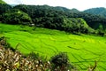 Rice terrace at Pid Thong Lang Phra royal project ,Nan