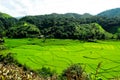 Rice terrace at Pid Thong Lang Phra royal project ,Nan