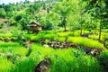 Rice terrace at Pid Thong Lang Phra royal project ,Nan