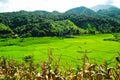 Rice terrace at Pid Thong Lang Phra royal project ,Nan