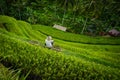 Rice terrace worker with baskets Bali Royalty Free Stock Photo