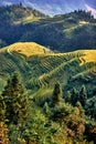 Rice terraced fields Wengjia longji Longsheng Hunan China