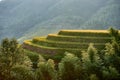 Rice terraced fields Wengjia longji Longsheng Hunan China