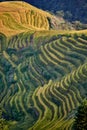 Rice terraced fields Wengjia longji Longsheng