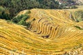 Rce terraced fields of Wengjia longji Longsheng Hunan China