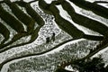 Rice Terraces