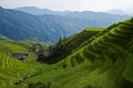 Rice Terraces