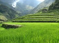 Rice Terraces