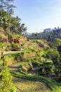 Rice Terraces, Bali. Indonesia. Green cascade rice field plantation Royalty Free Stock Photo