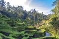 Rice Terraces, Bali. Indonesia. Green cascade rice field plantation. Royalty Free Stock Photo
