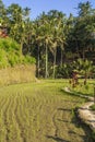 Rice Terraces, Bali. Indonesia. Green cascade rice field plantation Royalty Free Stock Photo