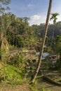 Rice Terraces, Bali. Indonesia. Green cascade rice field plantation Royalty Free Stock Photo