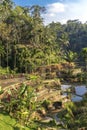 Rice Terraces, Bali. Indonesia. Green cascade rice field plantation Royalty Free Stock Photo