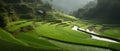 Rice terraces in Bali, Indonesia. Longji Rice Terraces are a UNESCO World Heritage Site