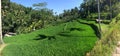 Rice terraces, Bali, Indonesia Royalty Free Stock Photo