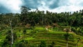 Rice terraces in Bali Indonesia. Terrace rice fields, Bali, Indonesia. Green cascade rice field plantation at Tegalalang terrace. Royalty Free Stock Photo