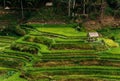 Rice terraces in Bali Indonesia. Terrace rice fields, Bali, Indonesia. Green cascade rice field plantation at Tegalalang terrace. Royalty Free Stock Photo