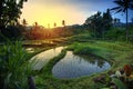 Rice terraces on Bali during sunrise, Indonesia