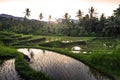 Rice terraces on Bali during sunrise, Indonesia