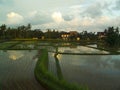 Rice terraces