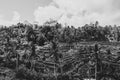 Rice Terraces in Bali - Vertical Agriculture - in black and white