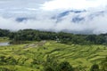 Rice terraces in Tana Toraja, South Sulawesi, Indonesia Royalty Free Stock Photo