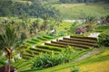 Rice terraces Royalty Free Stock Photo