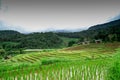 Rice terraces Royalty Free Stock Photo