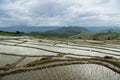 Rice terraces