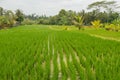 Rice terraces, Campuhan ridge walk, Bali, Indonesia, track on the hill with grass, large trees, jungle and rice fields