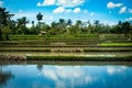 Rice terraces cascading Royalty Free Stock Photo