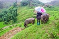 Rice terraces